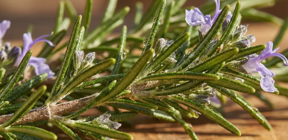 Romero fresco en detalle