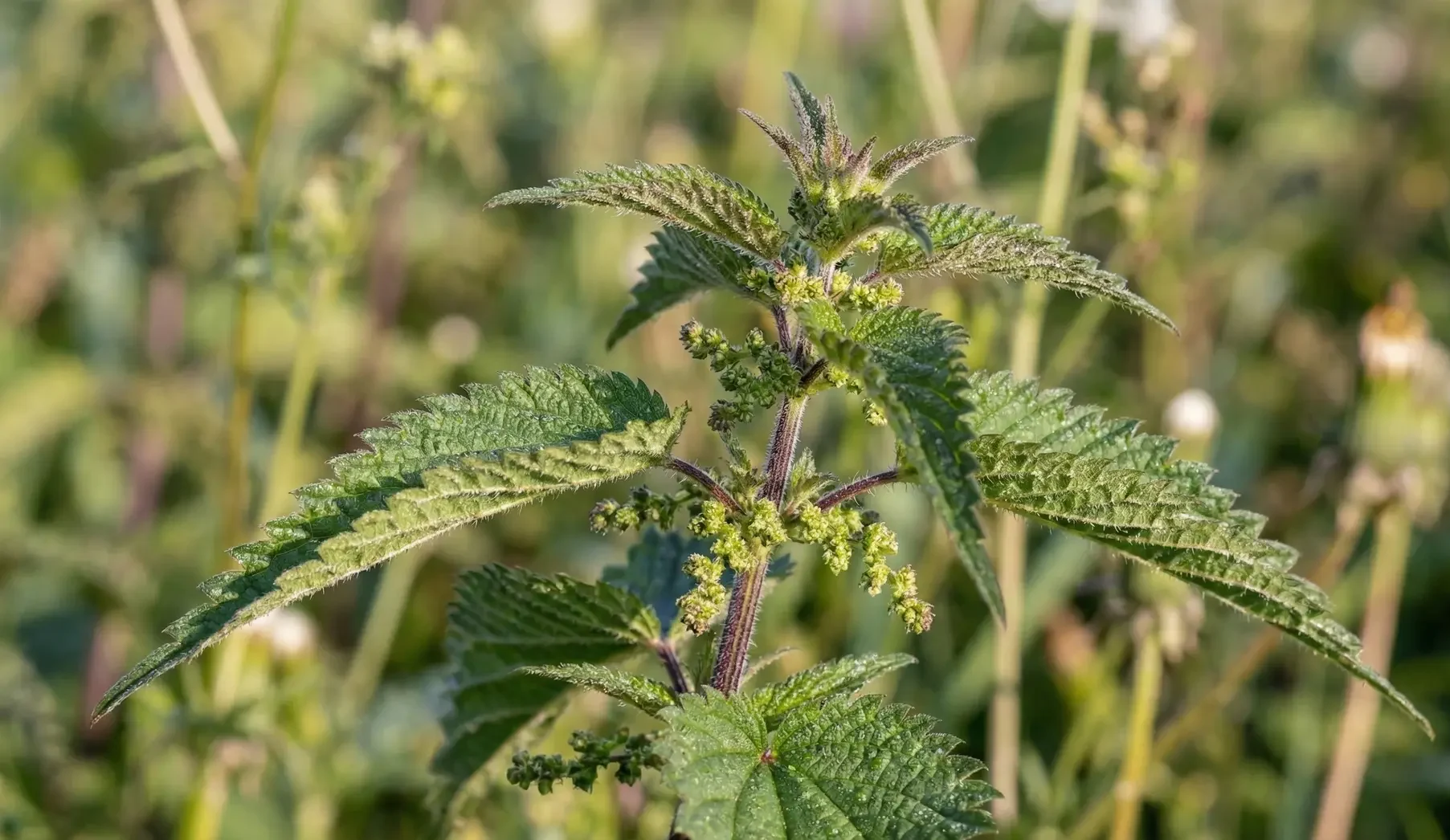 Ortigas creciendo silvestres en el campo